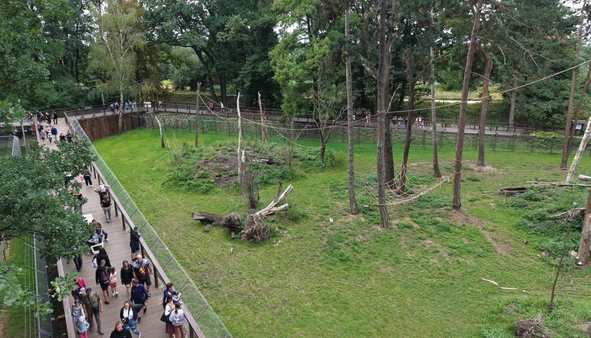 Wybieg magotów we wrocławskim zoo, sierpień 2026
