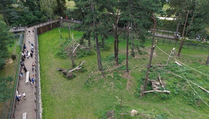 Wybieg magotów we wrocławskim zoo, sierpień 2026