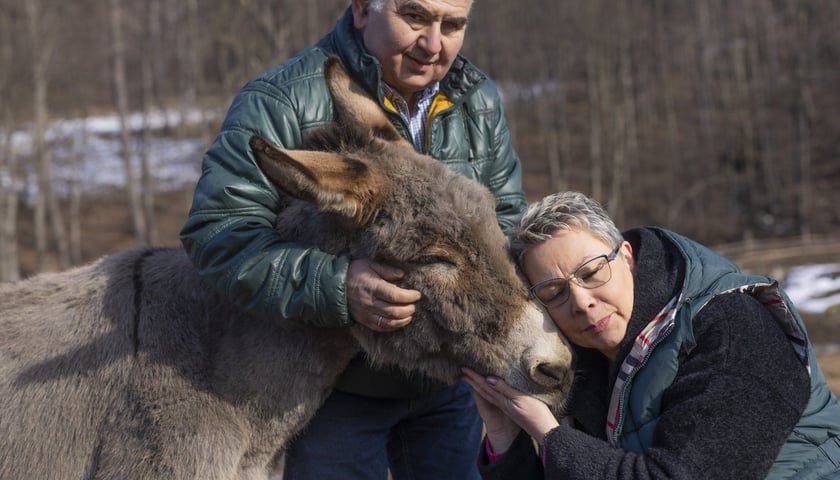 Na zdjęciu Krzysztof i Katarzyna Słupscy z osiołkiem Kubą, który zagrał w filmie "IO" Jerzego Skolimowskiego