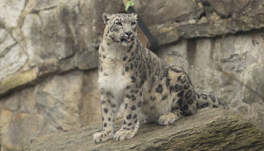 Na zdjęciu: pantera śnieżna siedzi na wybiegu we wrocławskim zoo 