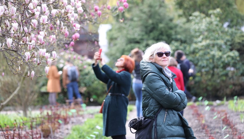 Powiększ obraz: Festiwal Magnolii w Ogrodzie Botanicznym