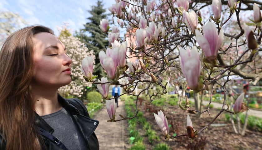 Uczestniczka Festiwalu Magnolii w Ogrodzie Botanicznym przy kwitnącym drzewie.
