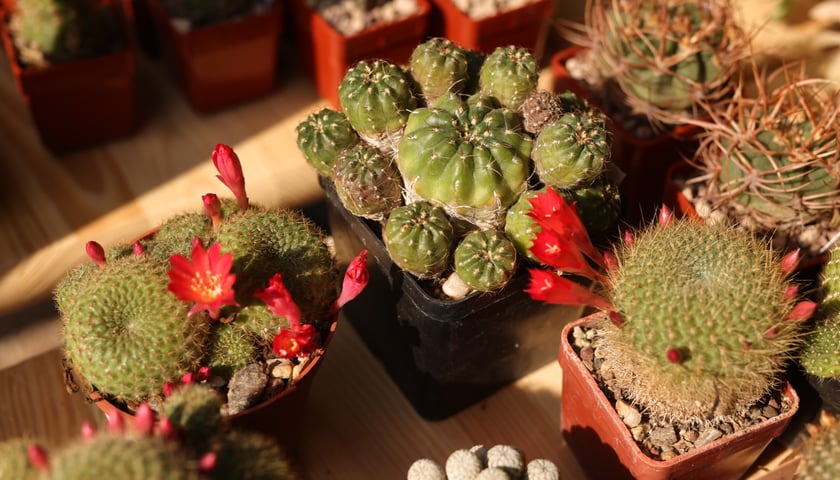 Kwiaty w Ogrodzie Botanicznym UWr