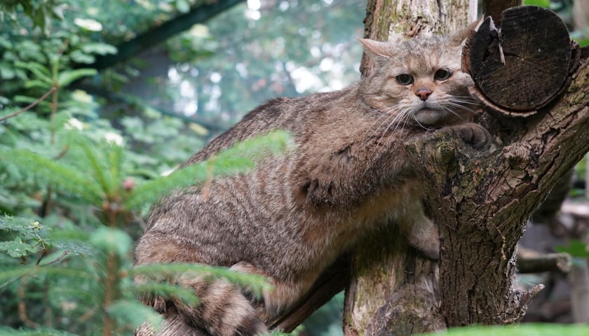 Powiększ obraz: Kapitan Żbik w ZOO