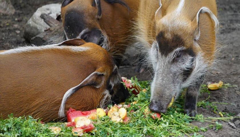 Świnie rzeczne z wrocławskiego zoo