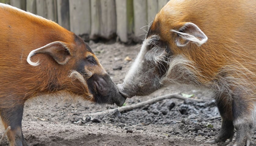 Świnie rzeczne z wrocławskiego zoo