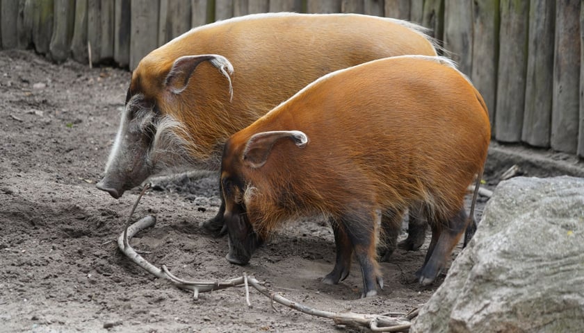 Świnie rzeczne z wrocławskiego zoo