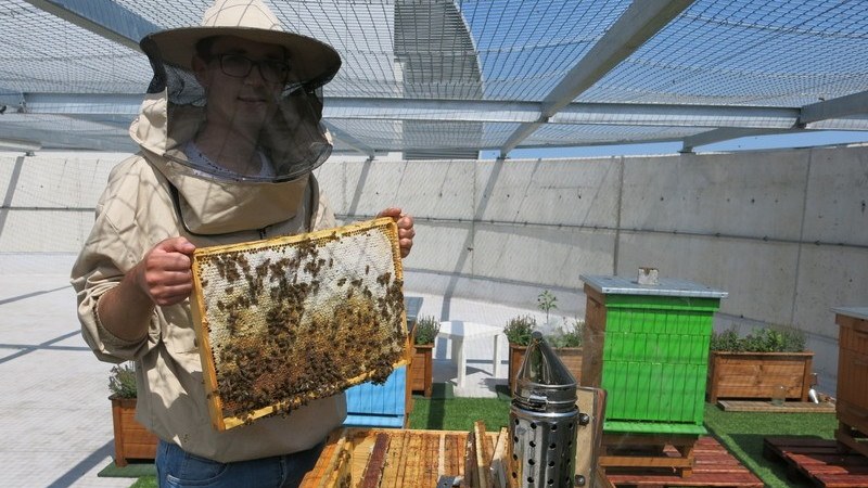 Na dachu Wroclavii otwarto pasiekę z 300 tys. pszczół