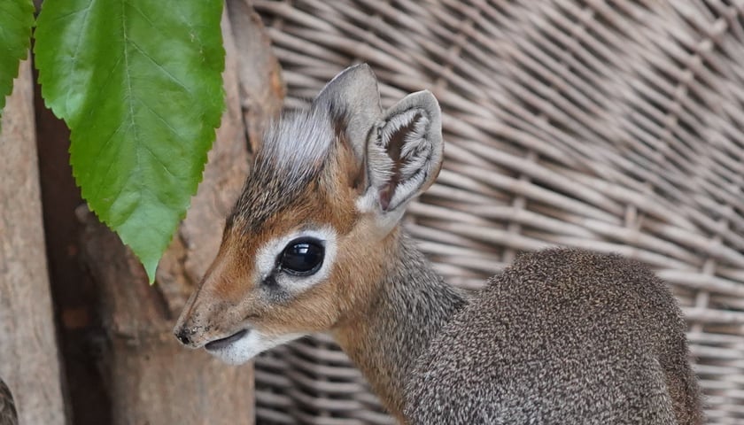 Młody dikdik