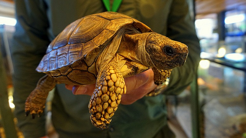 Unikalne żółwie argentyńskie nowymi mieszkańcami zoo
