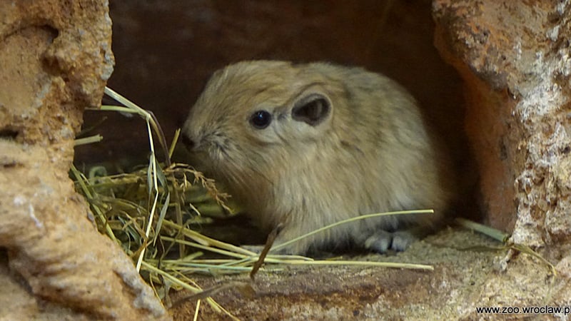 Kolejne Gundie we wrocławskim zoo