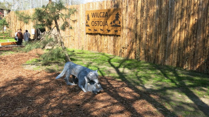 Otwarto nowy wybieg dla wilków w zoo