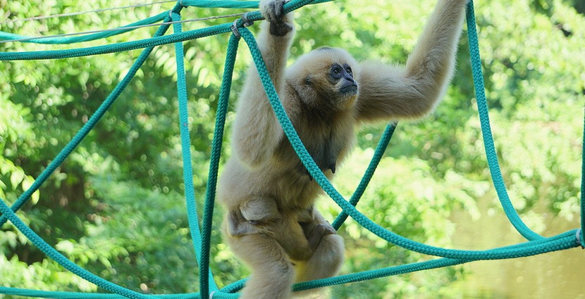 W Zoo Wrocław urodził się gibon