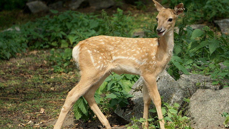 W Zoo Wrocław urodziła się samica daniela mezopotamskiego