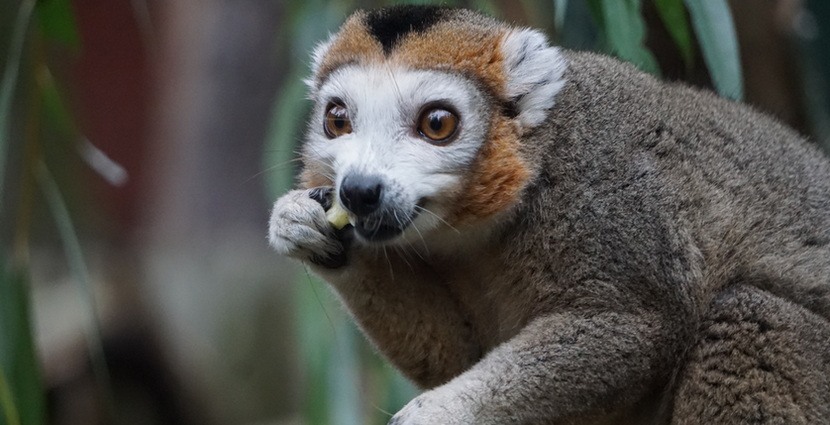  W Zoo Wrocław zamieszkały lemury koroniaste