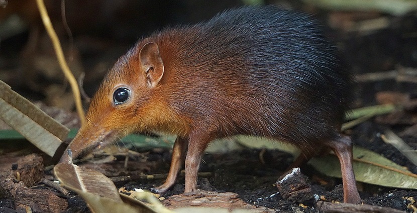 W Zoo Wrocław urodził się rzadki gatunek