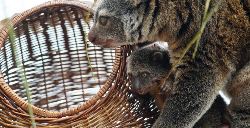 We wrocławskim zoo urodził się kuskus niedźwiedzi