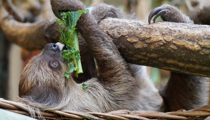 Młody leniwiec w Zoo Wrocław ma już rok