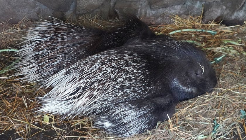 Jeżozwierze indyjskie w Zoo Wrocław