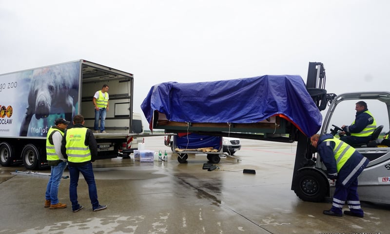 Powiększ obraz: <p>Transport manat&oacute;w w 2017</p>