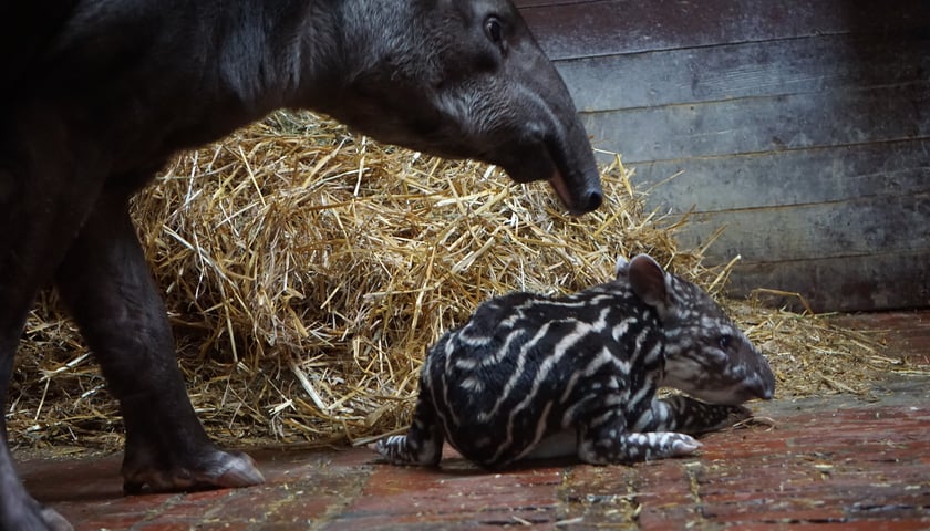 Tapirzyca Sara we wrocławskim zoo