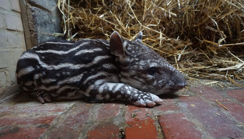 Tapirzyca Sara we wrocławskim zoo