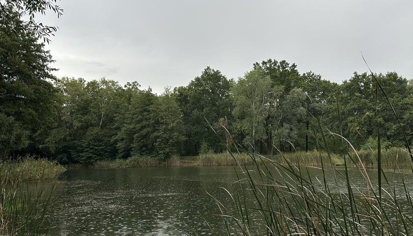 Park Pilczycki