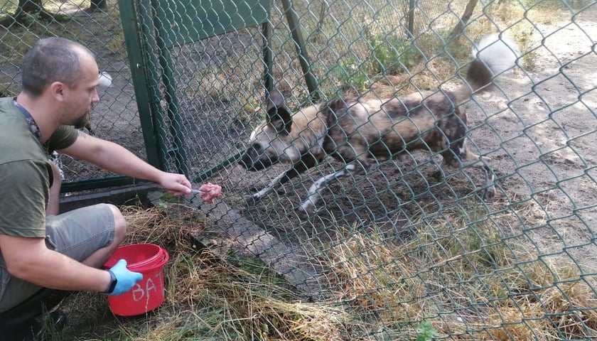 Kamil Guzik i jeden z jego podopiecznych, likaon