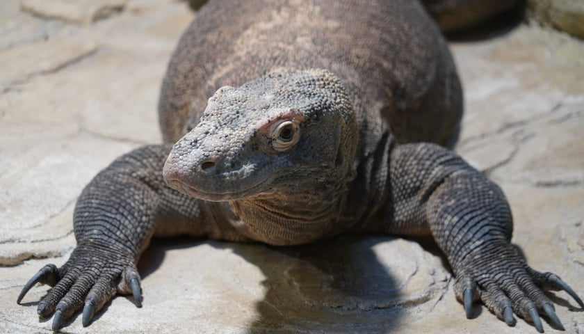 samica warana z Komodo, Flores