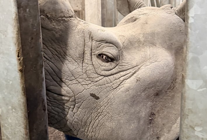 Przygotowania do transportu Csülöka, samca nosorożca z Węgier, który będzie partnerem Marusi