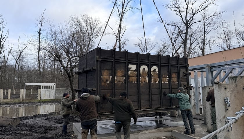 Przygotowania do transportu Csülöka, samca nosorożca z Węgier, który będzie partnerem Marusi