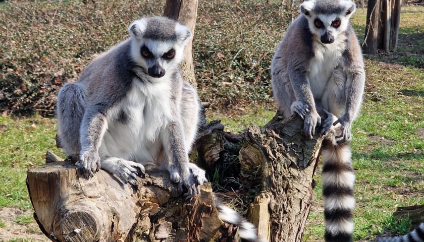 <p>Lemury katta we wrocławskim zoo</p>
