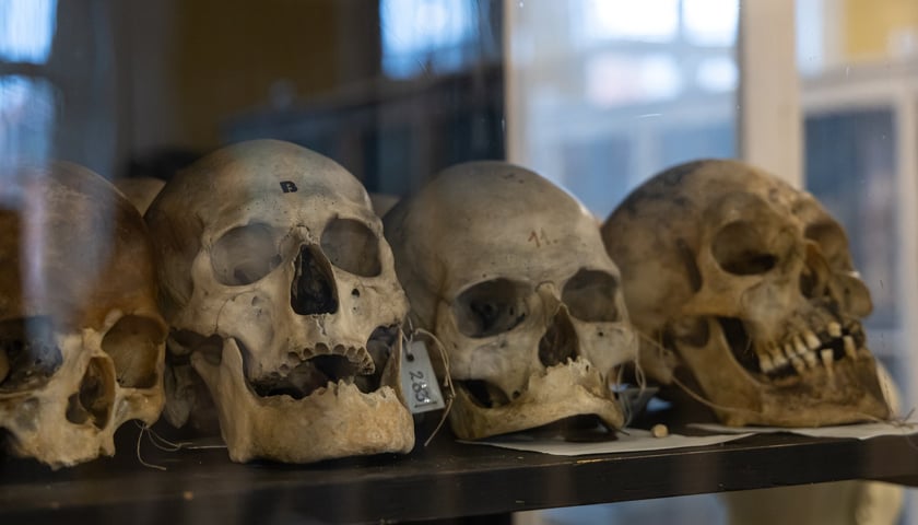 Powiększ obraz: Noc Muzeów w Muzeum Anatomii Uniwersytetu Medycznego we Wrocławiu