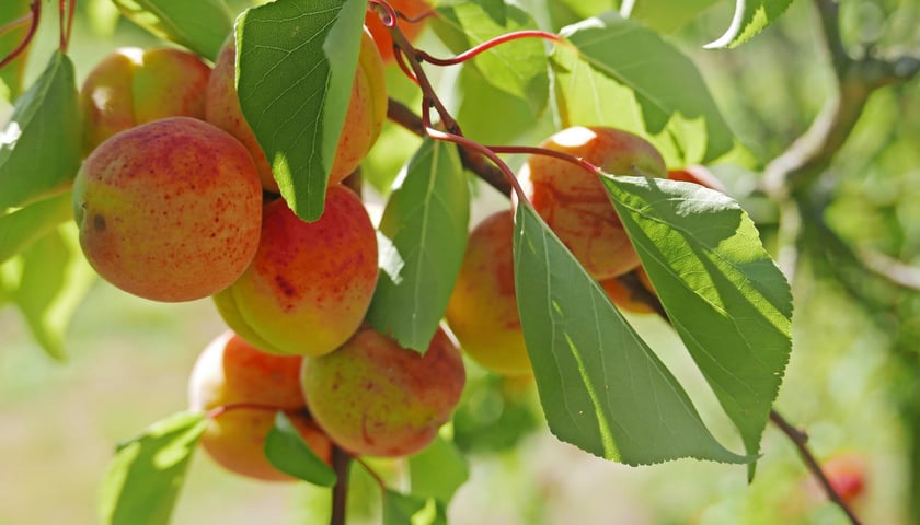 Konferencja prasowa przedstawiająca projekt MENSA