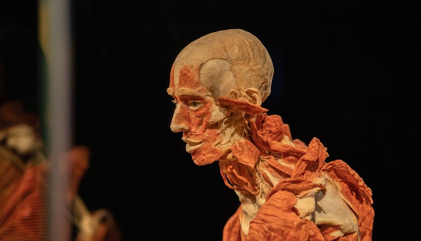 Powiększ obraz: Model ludzkiego ciała z Plastinarium
