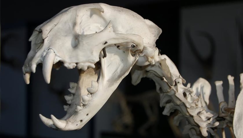 Powiększ obraz: Muzeum Przyrodnicze UWr we Wrocławiu