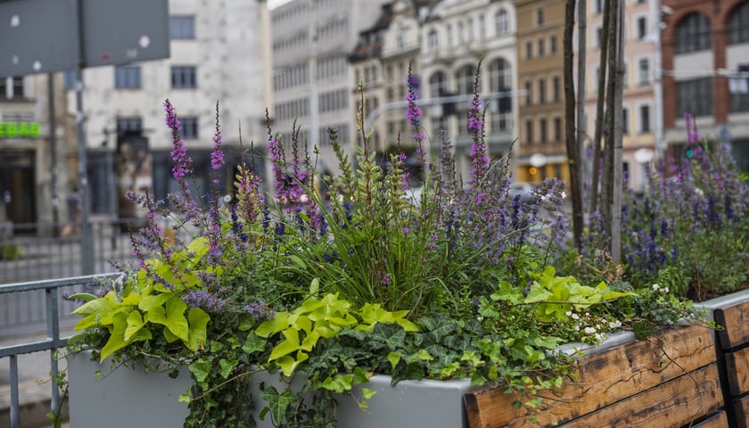 Powiększ obraz: Zielony przystanek we Wrocławiu