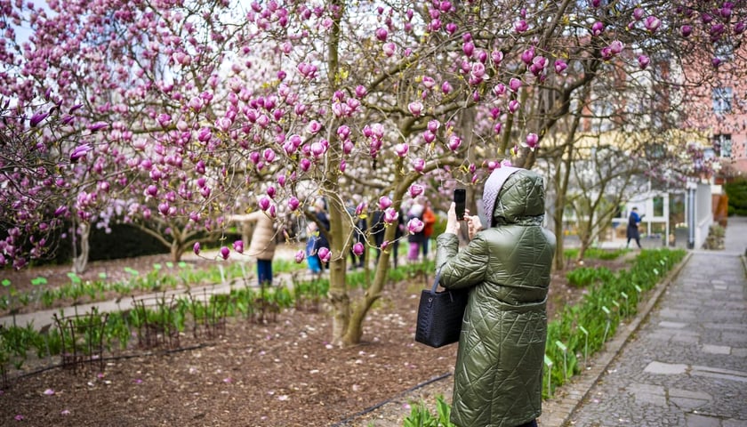 Festiwal Magnolii w 2025 r.