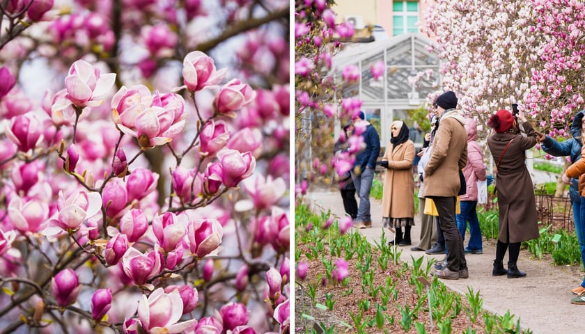 Festiwal Magnolii w 2025 r.