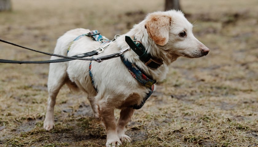 Pies Nela