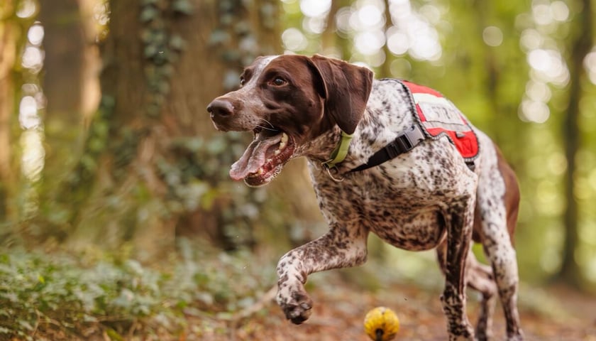 <p>Pies ratowniczy w lesie.</p>