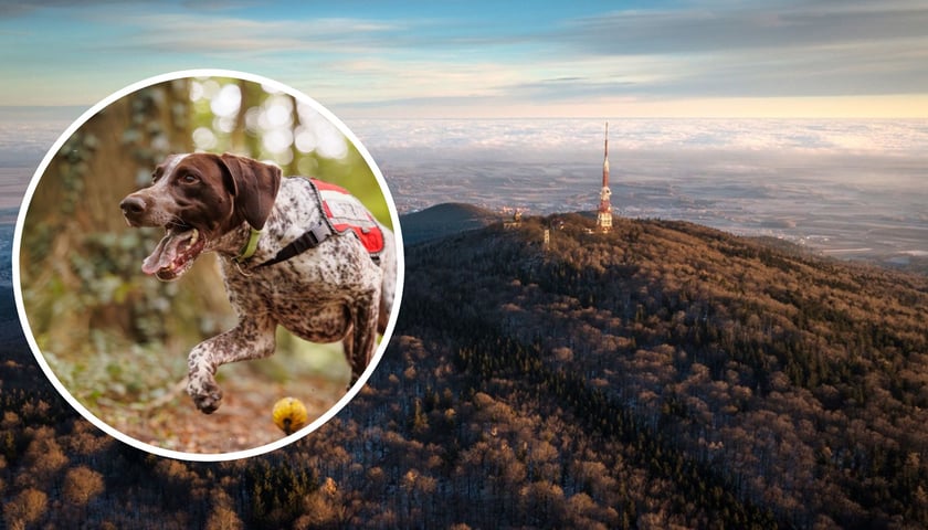 W tle - masyw Ślęży, widok z drona. W kółku: pies ratowniczy