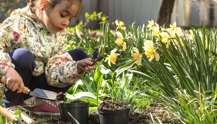 Dziewczynka sadząca żonkile