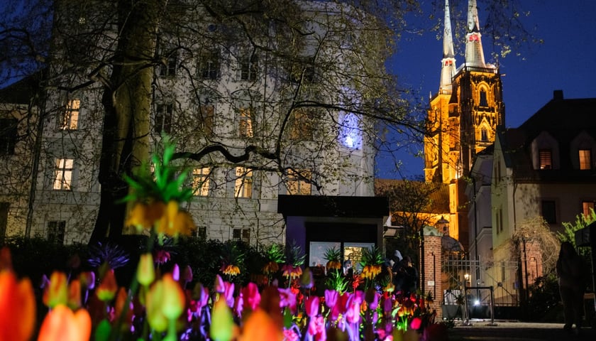 Iluminacje Tulipanowe w Ogrodzie Botanicznym - 25.04.2026 r.