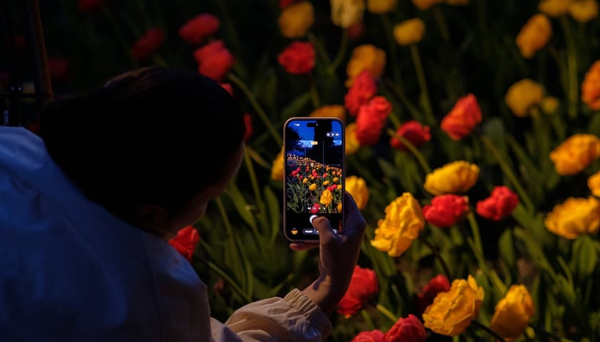 Iluminacje Tulipanowe w Ogrodzie Botanicznym - 25.04.2026 r.