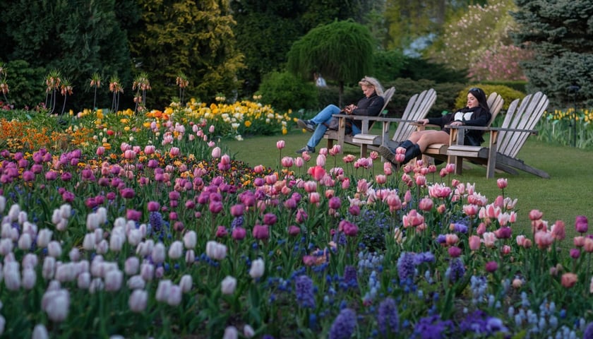 Iluminacje Tulipanowe w Ogrodzie Botanicznym - 25.04.2026 r.