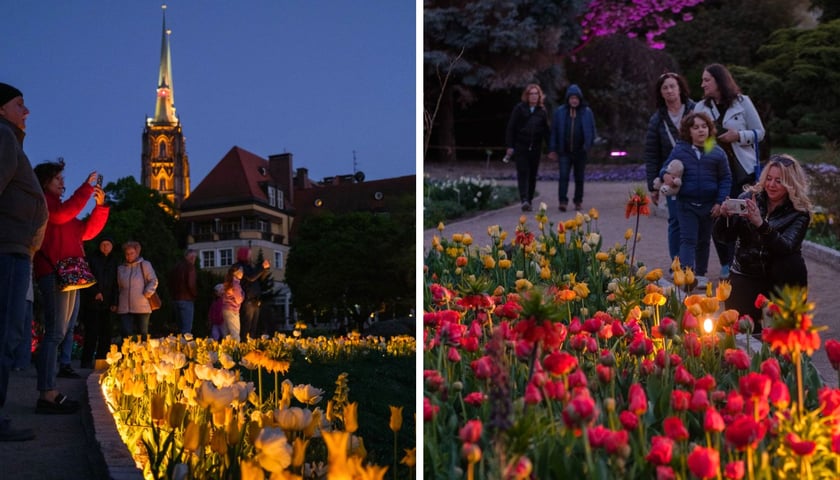 Iluminacje Tulipanowe w Ogrodzie Botanicznym - 25.04.2026 r.