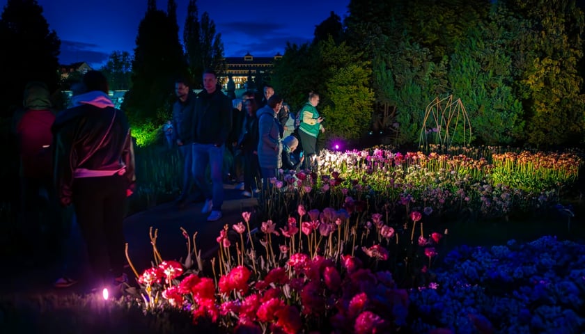 Iluminacje Tulipanowe w 2025 r.