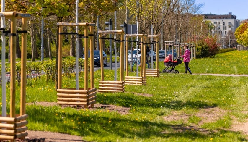 <p>Nasadzenia zieleni przy Armii Krajowej</p>