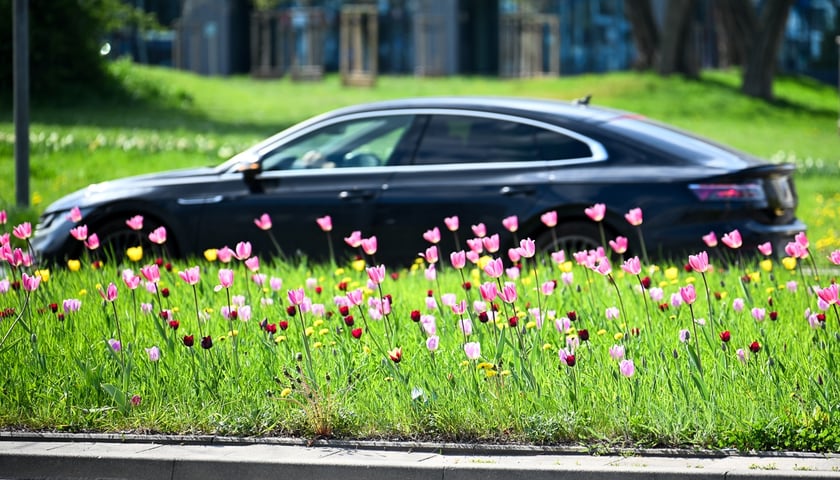 Kwiaty na pl. Strzegomskim